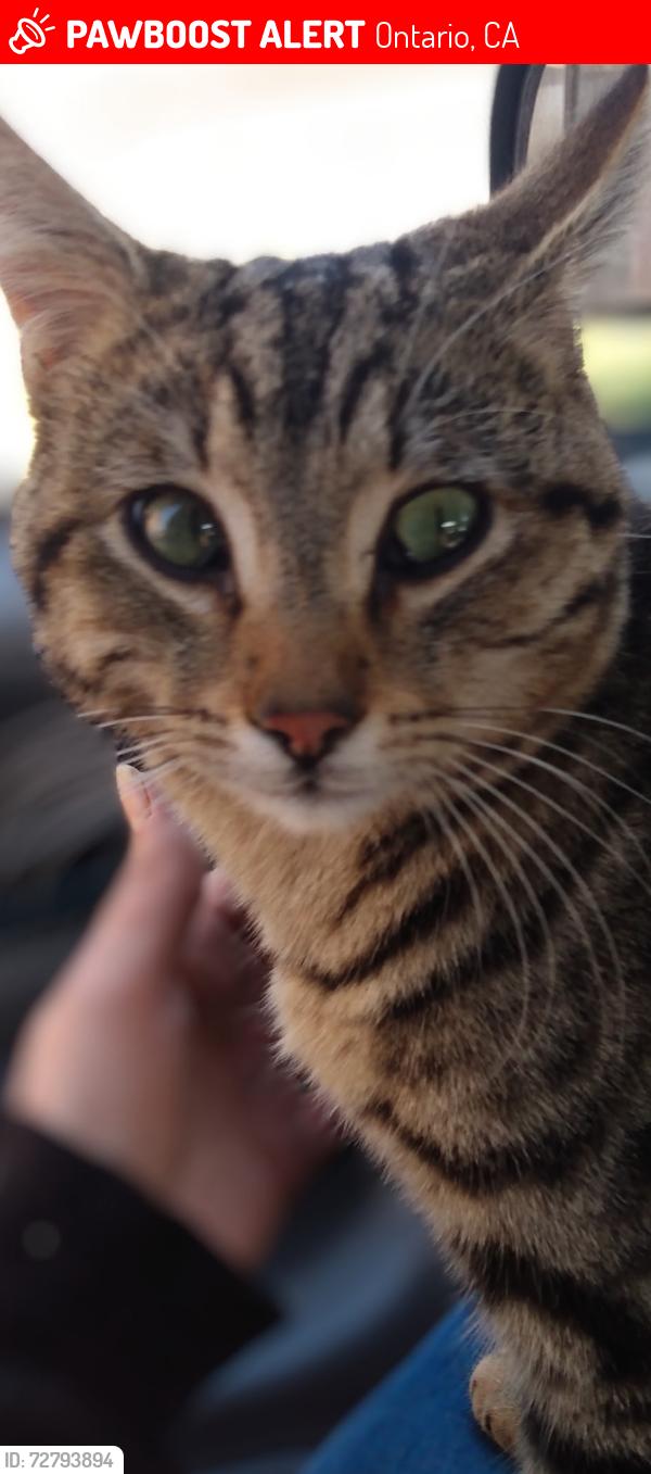 Lost Male Cat last seen Airport dr & Santa Ana st, Ontario, CA 91764