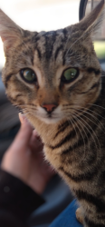 Lost Male Cat last seen Airport dr & Santa Ana st, Ontario, CA 91764