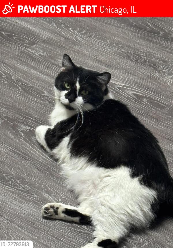 Lost Male Cat last seen 44th and Francisco, Chicago, IL 60632