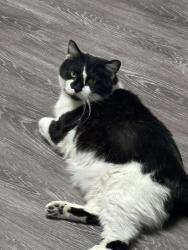 Lost Male Cat last seen 44th and Francisco, Chicago, IL 60632