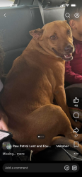 Lost Female Dog last seen Applegate park, Merced, CA 95341