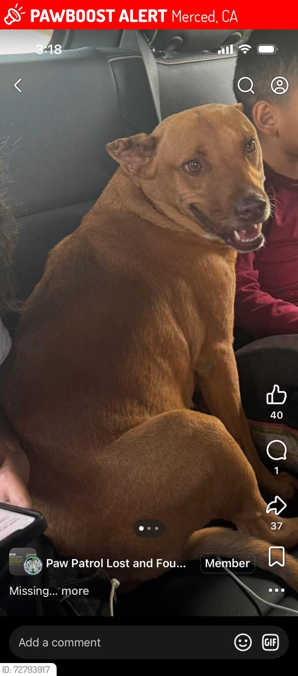 Lost Female Dog last seen Applegate park, Merced, CA 95341