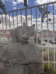 Lost Female Cat last seen She lives on Dovehill Drive but was last seen on Cold Spring Circle, El Sobrante, CA 92503