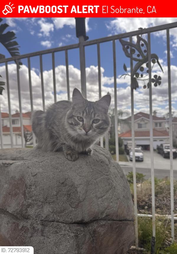 Lost Female Cat last seen She lives on Dovehill Drive but was last seen on Cold Spring Circle, El Sobrante, CA 92503