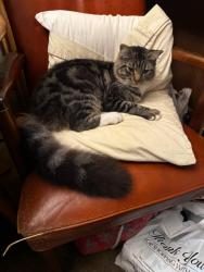 Lost Male Cat last seen Roosevelt St./Old Sonoma rd. Napa Ca., Napa, CA 94558