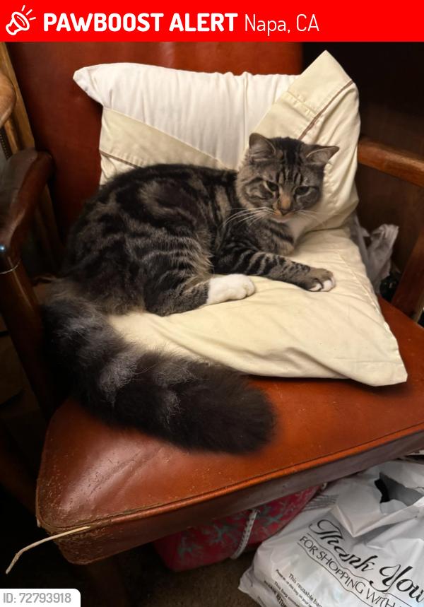 Lost Male Cat last seen Roosevelt St./Old Sonoma rd. Napa Ca., Napa, CA 94558