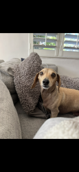 Lost Male Dog last seen Near E 2700 S, Salt Lake City, UT 84106