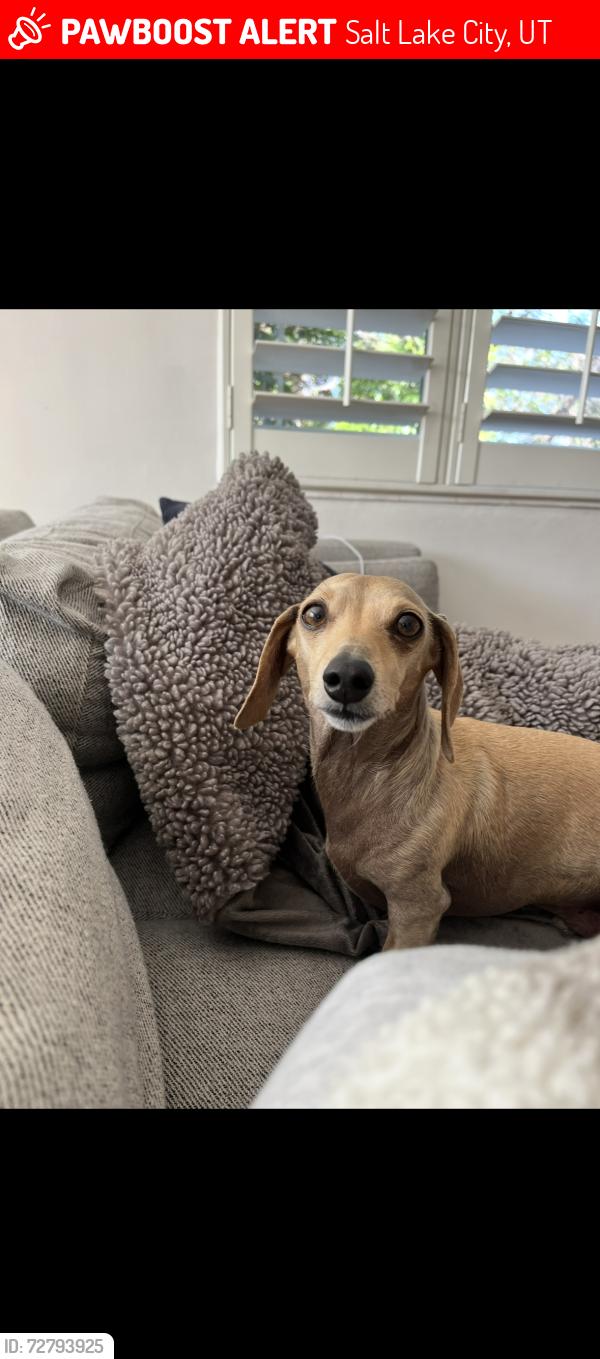 Lost Male Dog last seen Near E 2700 S, Salt Lake City, UT 84106
