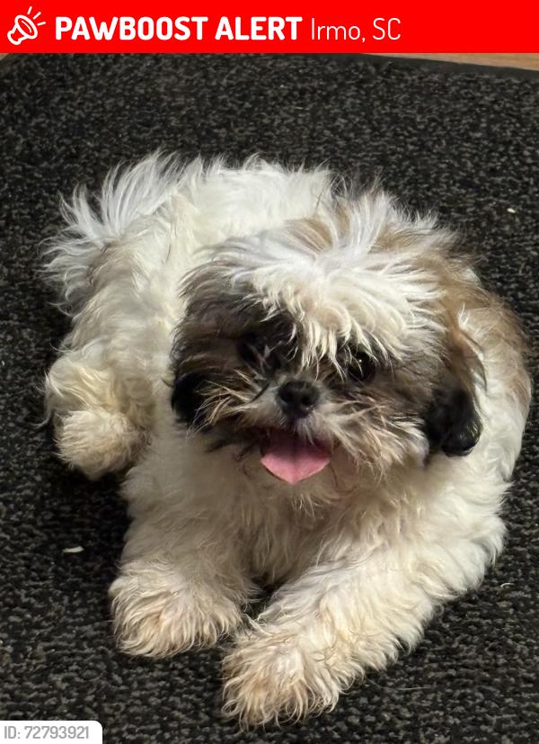 Lost Female Dog last seen Canondale Street, Irmo, SC 29212