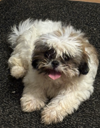Lost Female Dog last seen Canondale Street, Irmo, SC 29212
