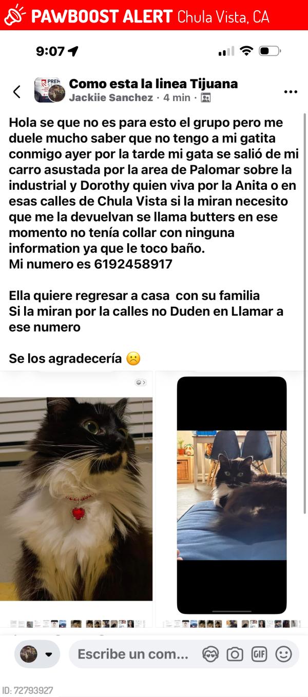 Lost Female Cat last seen Industrial sobre Dorothy estacion de trolley palomar en Chula Vista , Chula Vista, CA 91911