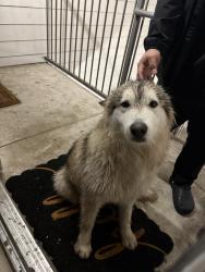 Found/Stray Male Dog last seen Near s acme rd, San Antonio, TX 78237