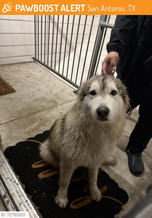 Found/Stray Male Dog last seen Near s acme rd, San Antonio, TX 78237