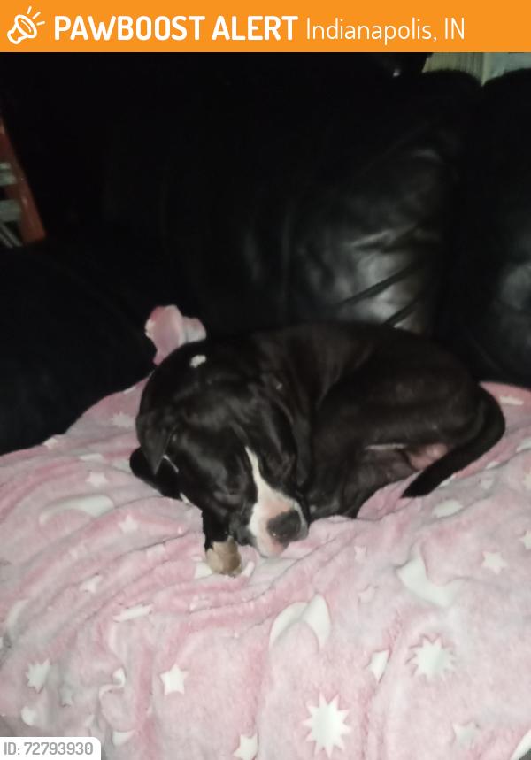 Found/Stray Male Dog last seen W caven st, Indianapolis, IN 46241