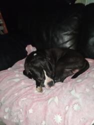 Found/Stray Male Dog last seen W caven st, Indianapolis, IN 46241