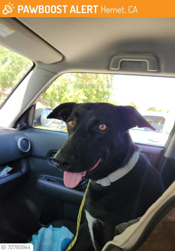 Found/Stray Female Dog last seen Near Juniper street Hemet California , Hemet, CA 92545