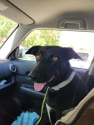 Found/Stray Female Dog last seen Near Juniper street Hemet California , Hemet, CA 92545