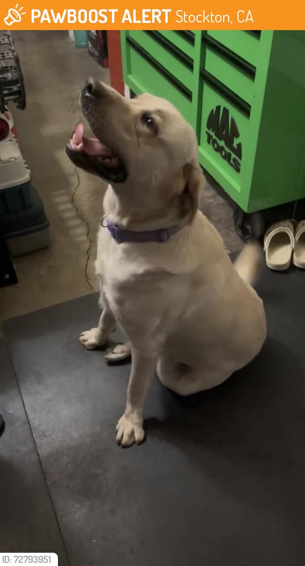 Found/Stray Unknown Dog last seen El Dorado and Atlee Street , Stockton, CA 95204