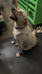 Found/Stray Unknown Dog last seen El Dorado and Atlee Street , Stockton, CA 95204