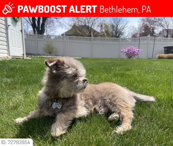 Lost Male Dog last seen Blair road and Kevin drive, Bethlehem, PA 18017