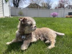 Lost Male Dog last seen Blair road and Kevin drive, Bethlehem, PA 18017