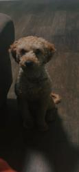 Reunited Male Dog last seen Jordan narrow, Clayton, NC 27527