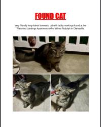 Found/Stray Female Cat last seen Waterford Landings apmts , Clarksville, TN 37040