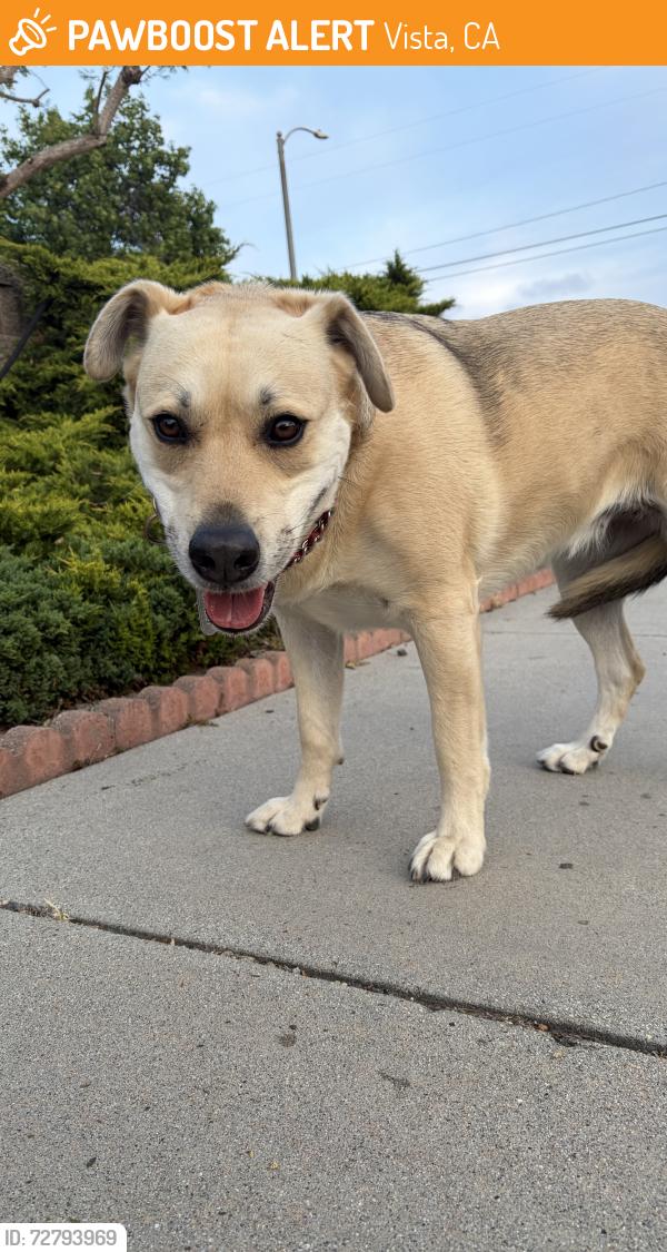 Found/Stray Female Dog last seen Marsopa Drive and Melrose Way, Vista, CA 92081