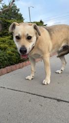 Found/Stray Female Dog last seen Marsopa Drive and Melrose Way, Vista, CA 92081
