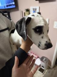 Found/Stray Female Dog last seen 100th Ave to International Blvd., Oakland, CA 94603
