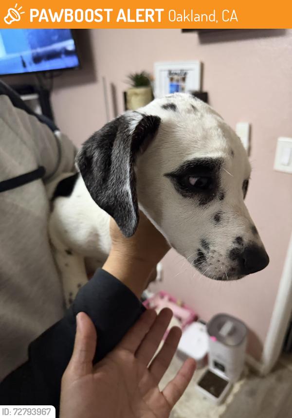 Found/Stray Female Dog last seen 100th Ave to International Blvd., Oakland, CA 94603