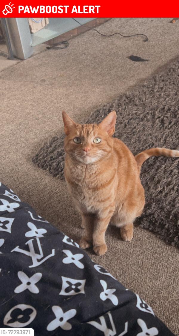 Lost Female Cat last seen 260th , Langley Township, BC V4W