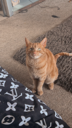Lost Female Cat last seen 260th , Langley Township, BC V4W