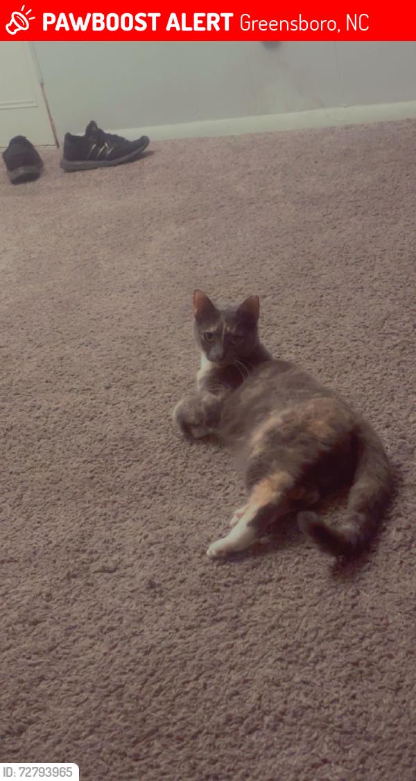 Lost Female Cat last seen American deli, Greensboro, NC 27409