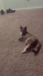 Lost Female Cat last seen American deli, Greensboro, NC 27409