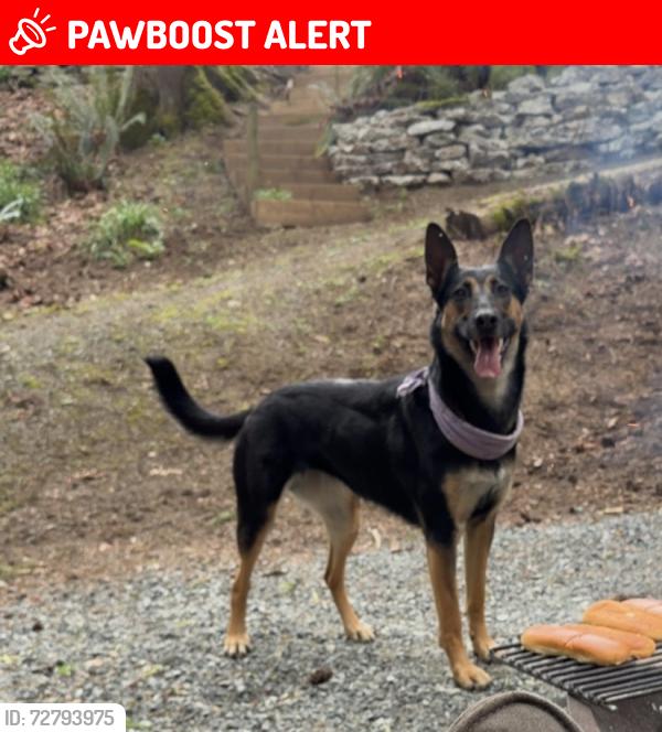 Lost Female Dog last seen 24th and 216th Langley , Langley Township, BC V2Z 2A8