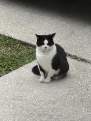 Lost Unknown Cat last seen Off 6th street in holly hill near central , Daytona Beach, FL 32117