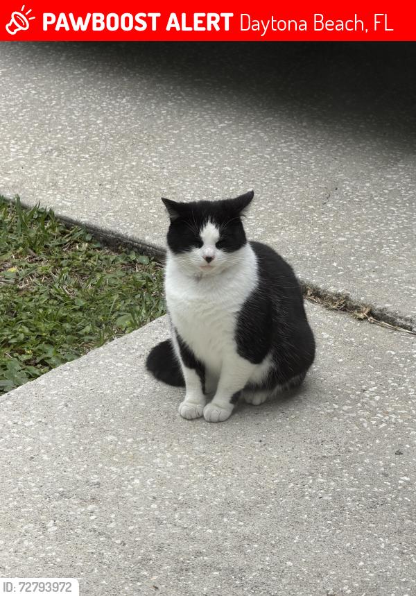 Lost Unknown Cat last seen Off 6th street in holly hill near central , Daytona Beach, FL 32117
