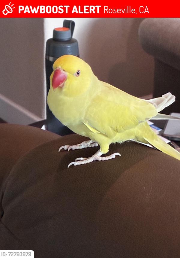 Lost Female Bird last seen Shimmer falls , Roseville, CA 95747