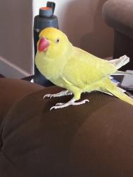 Lost Female Bird last seen Shimmer falls , Roseville, CA 95747