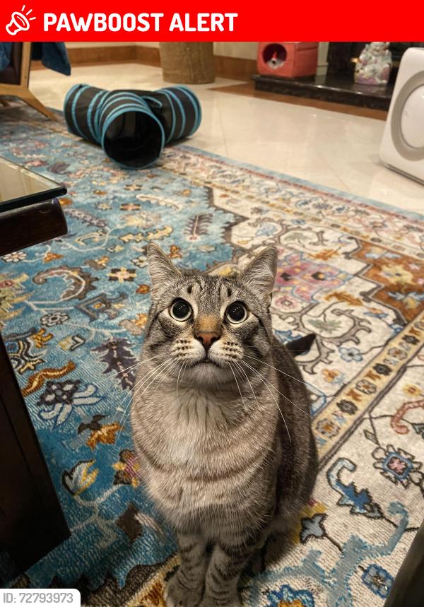 Lost Male Cat last seen Banyan, Bluegrass, Rancho Cucamonga, CA 91739