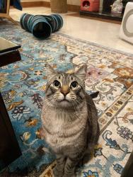 Lost Male Cat last seen Banyan, Bluegrass, Rancho Cucamonga, CA 91739