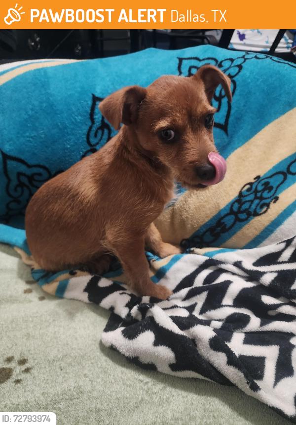 Found/Stray Unknown Dog last seen Taft st and Edgefield in Oakcliff, Dallas, TX 75208