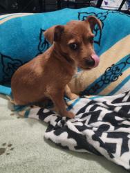 Found/Stray Unknown Dog last seen Taft st and Edgefield in Oakcliff, Dallas, TX 75208
