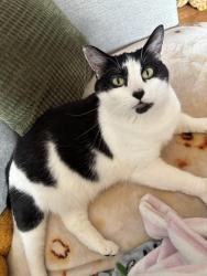 Lost Female Cat last seen Chestnut & Santa Clara, Alameda, CA 94501