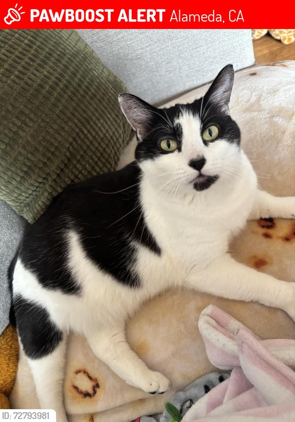 Lost Female Cat last seen Chestnut & Santa Clara, Alameda, CA 94501