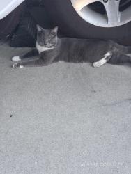 Lost Male Cat last seen Kirby, Hemet, CA 92545