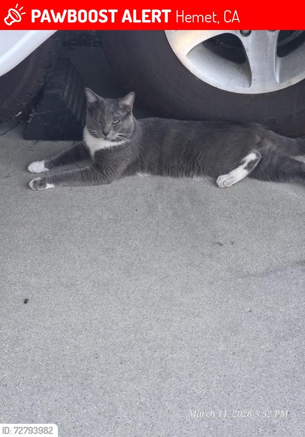 Lost Male Cat last seen Kirby, Hemet, CA 92545