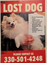 Lost Female Dog last seen Down the road from the police station , McDonald, OH 44437