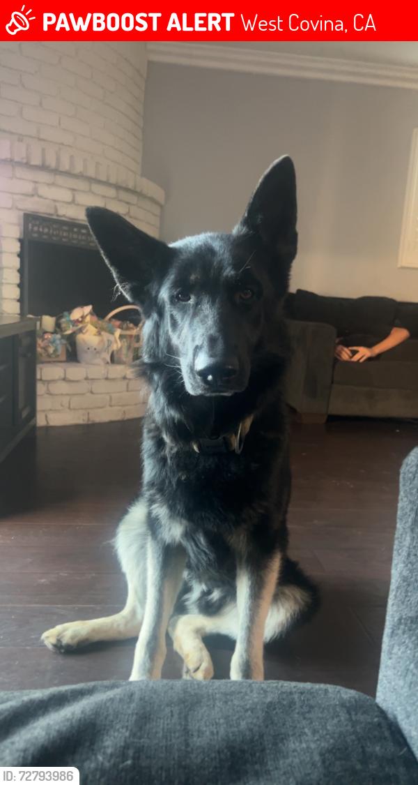 Lost Male Dog last seen Irwindale , West Covina, CA 91790